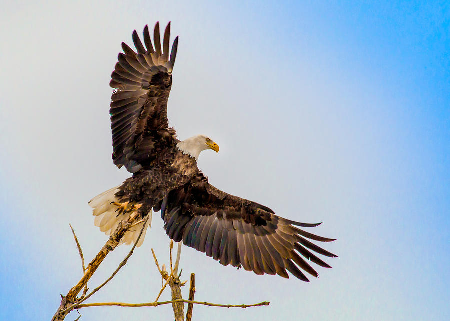 Bald Eagle Launching Photograph by Dawn Key