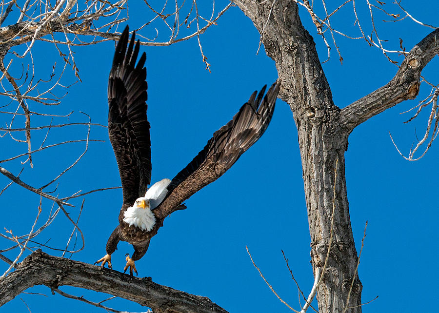 Bald Eagle Launching into Flight Photograph by Dawn Key