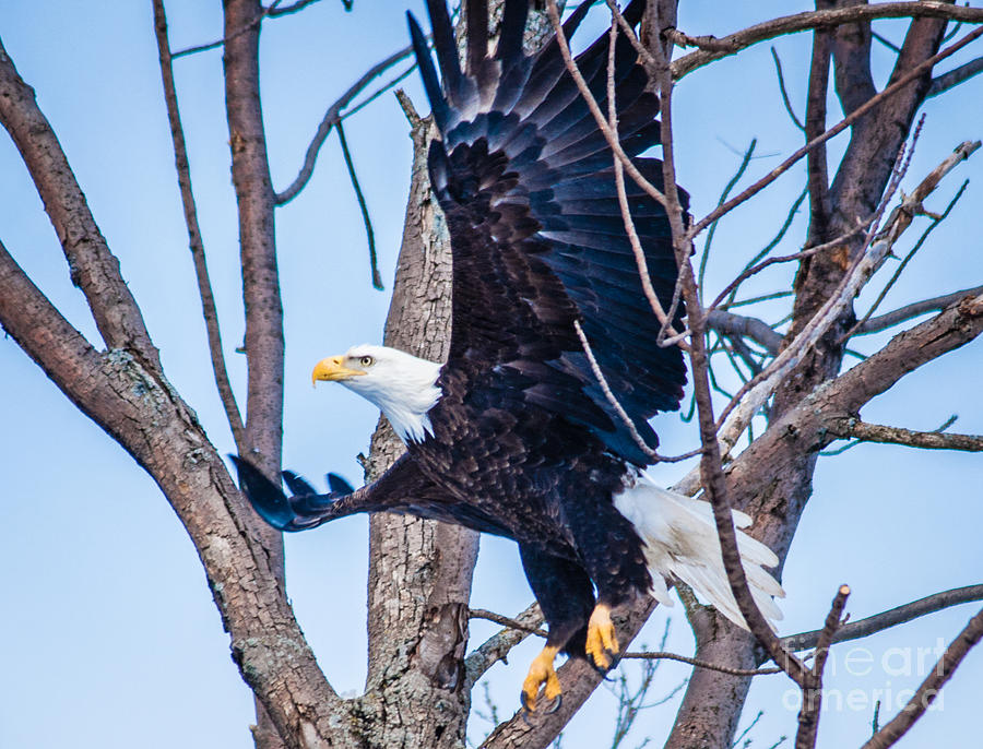 Bald Eagle leaving tree Photograph by Ronald Grogan