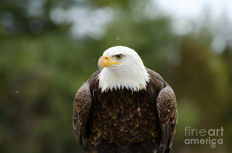 Bald Eagle Photograph by Les Palenik