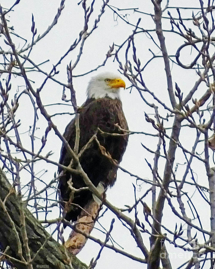 Bald Eagle  Photograph by Lizi Beard-Ward
