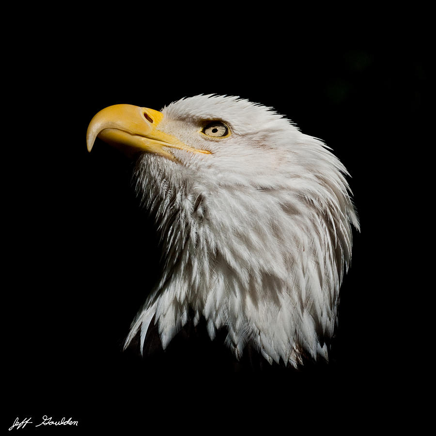 Bald Eagle Looking Skyward Photograph by Jeff Goulden