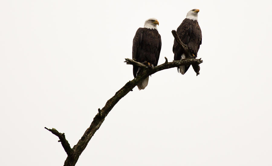 Bald Eagle Lookout Photograph by John Daly