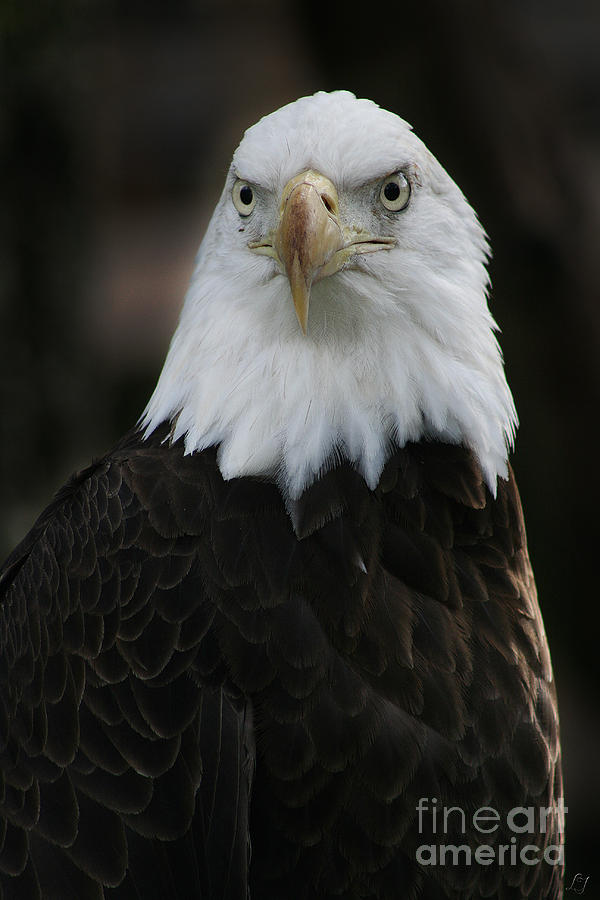 Eagle Photograph - Bald Eagle by Lynn Jackson