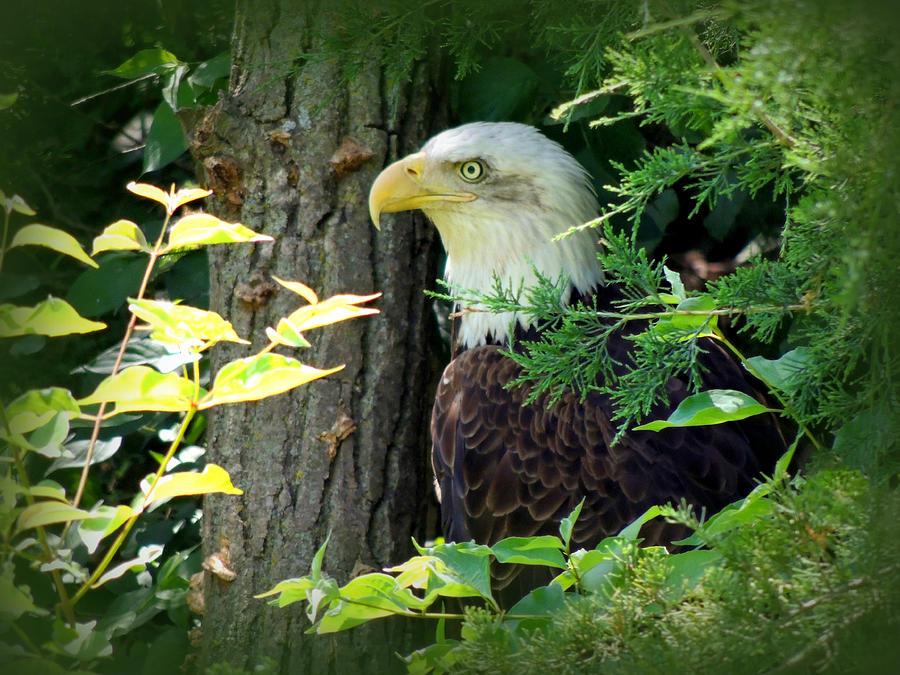 Bald Eagle Photograph by Lynn Sprowl