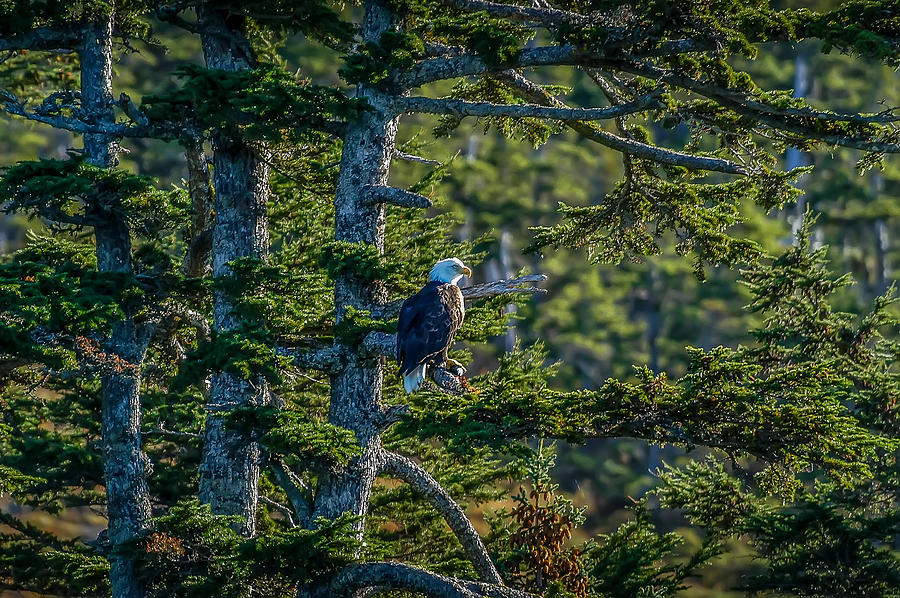Bald Eagle Majesty Photograph by Patrick Wolf