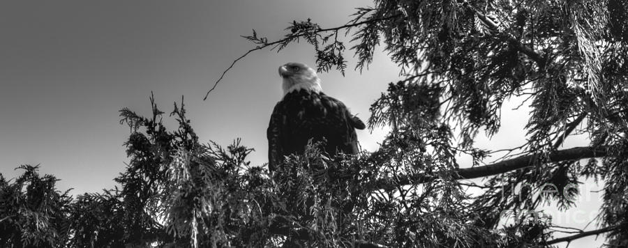 Bald Eagle Photograph by Tap On Photo