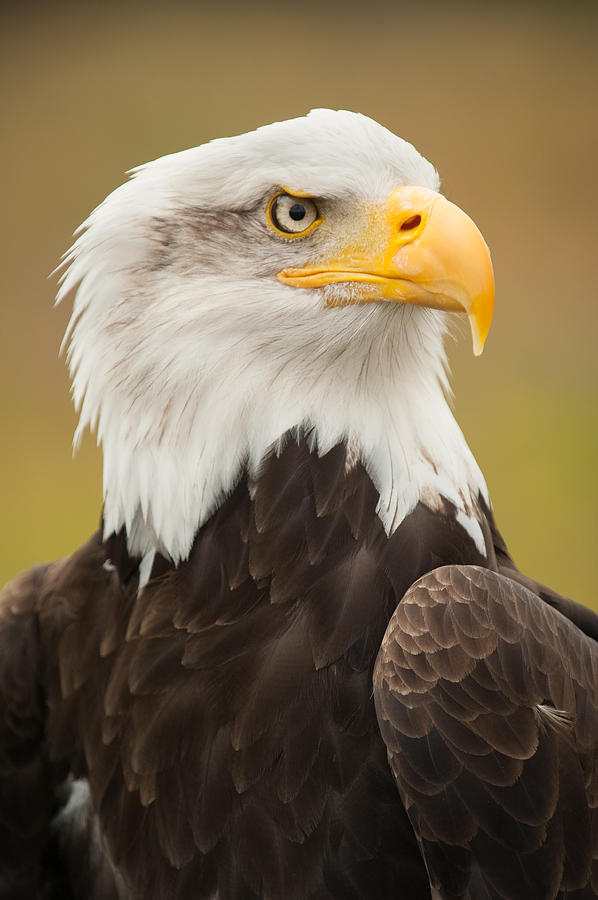 Bald Eagle Photograph by Mark Llewellyn
