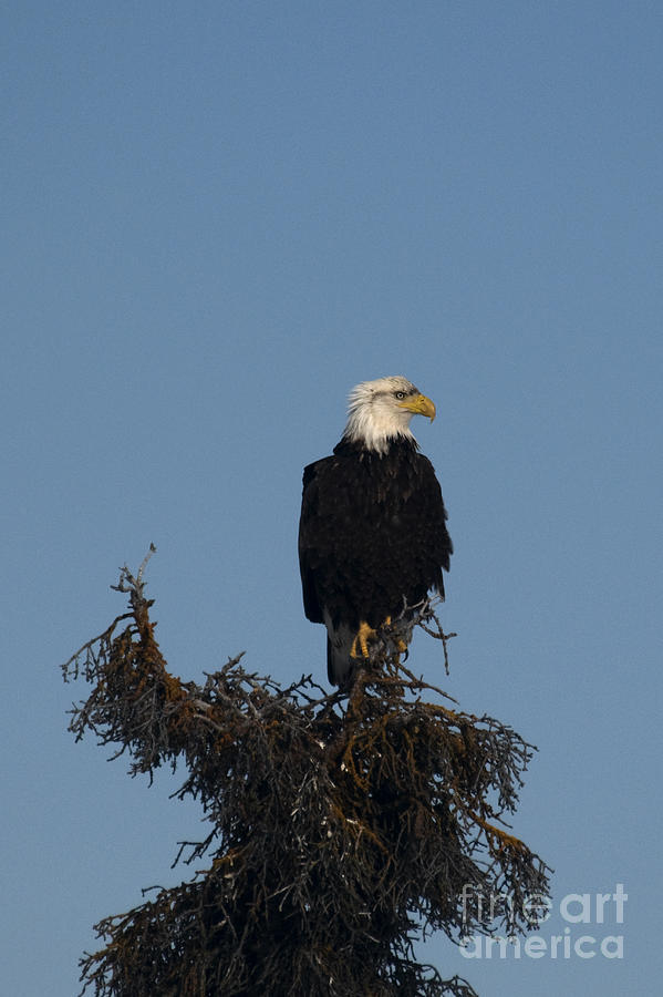Bald Eagle Photograph by Mark Newman