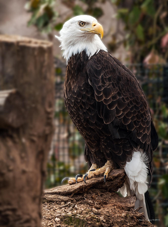 Eagle Photograph - Bald Eagle by Mark Papke