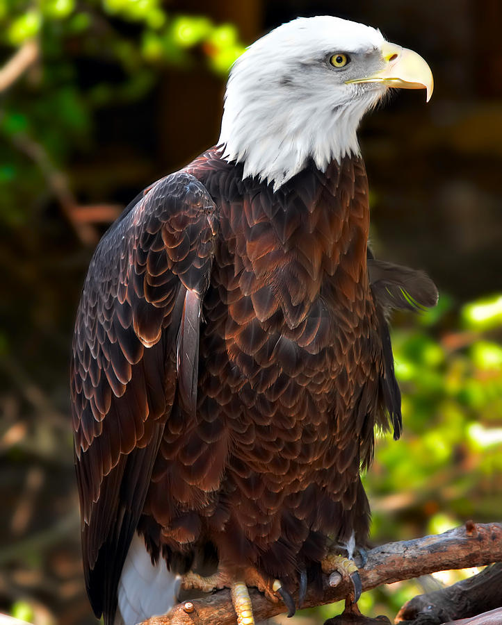 Bald Eagle Photograph by Mary Almond