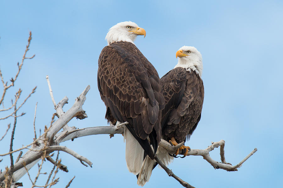 Bald Eagle Mates Form a Heart Photograph by Tony Hake