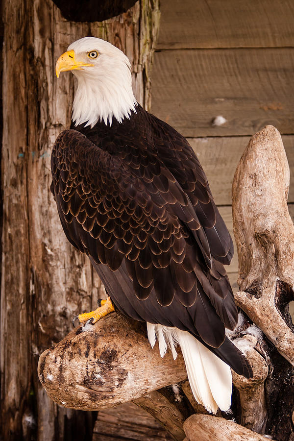 Bald Eagle Photograph by Melinda Ledsome