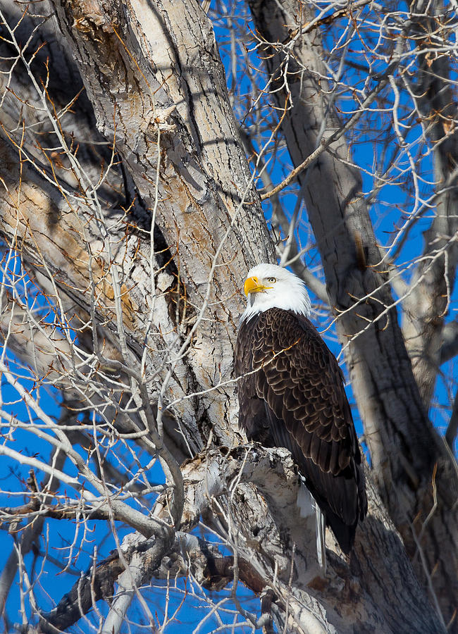 Bald Eagle by Michael Chatt Bald Eagle by Michael Chatt