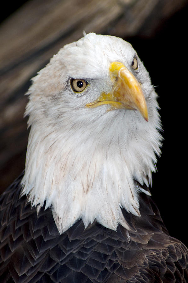 Bald Eagle Photograph by Michael Crosby - Fine Art America