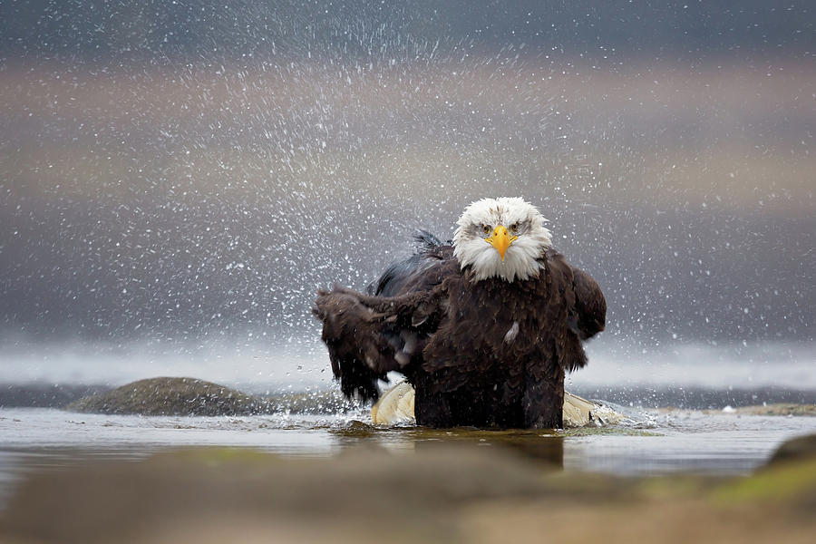 Eagle Photograph - Bald Eagle by Milan Zygmunt