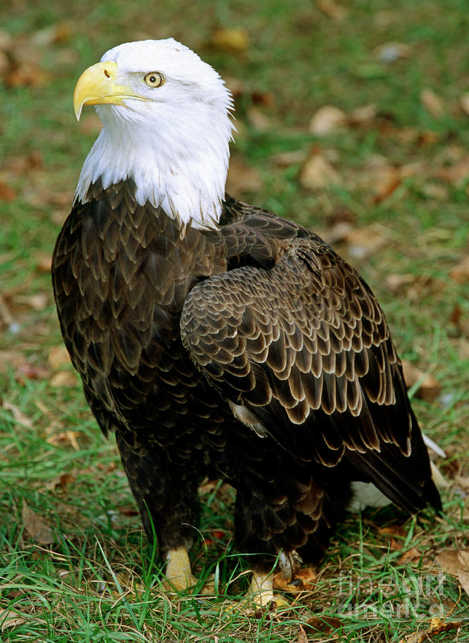 Bald Eagle Photograph by Millard H. Sharp