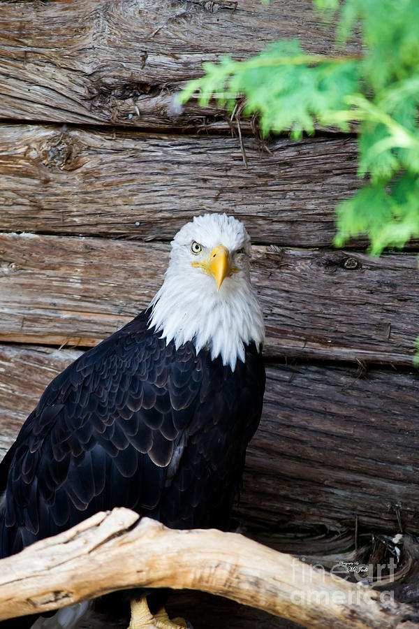 Bald Eagle Photograph by Ms Judi