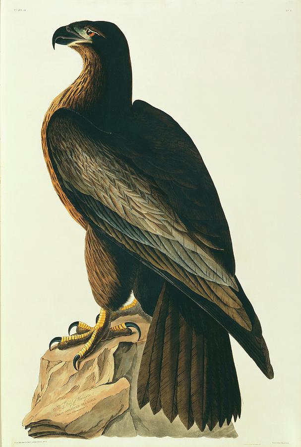 Bald Eagle Photograph by Natural History Museum, London/science Photo Library