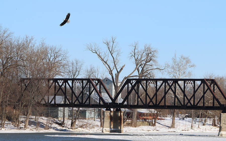 Bald Eagle near Ludwig Mill Photograph by Jack Schultz