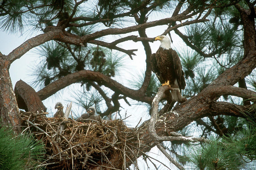 Bald Eagle Nest Photograph By Craig K. Lorenz - Pixels