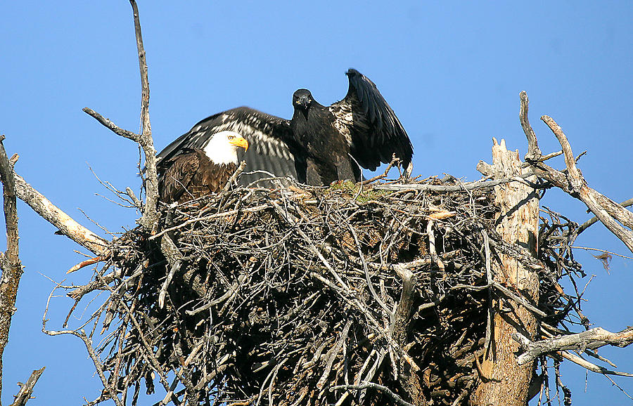 Bald Eagle Nest Photograph by Randy Stephens - Fine Art America
