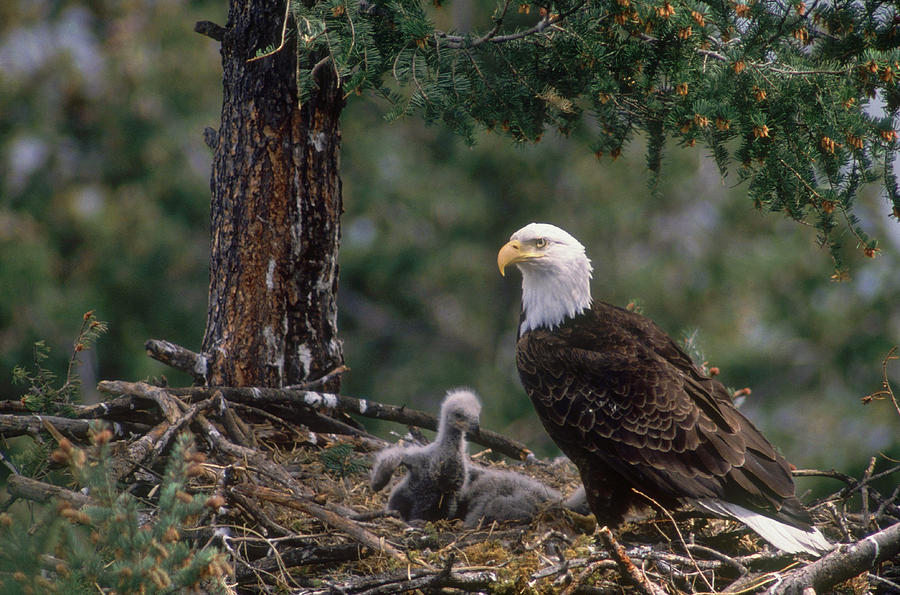 Bald Eagle Nest Photograph by Thomas And Pat Leeson