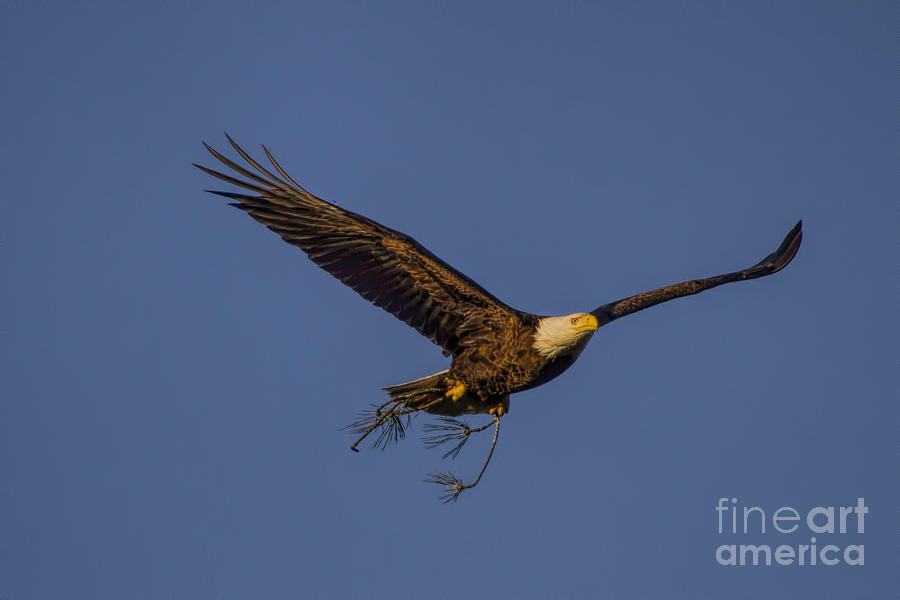 Bald Eagle nesting Photograph by Barbara Bowen