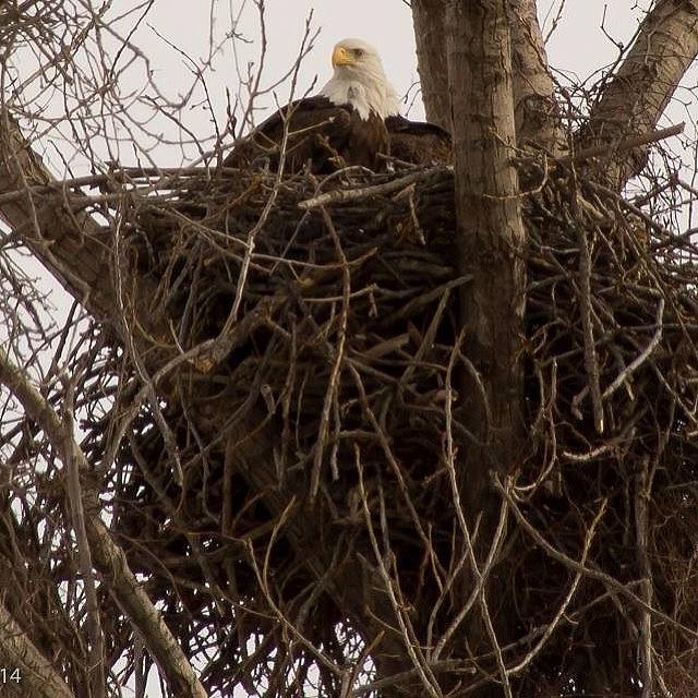 Bald Eagle Nesting In Hamden, Ct Photograph by Beth H
