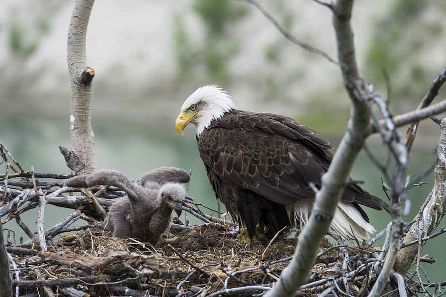 Eagle Photograph - Bald Eagle Nesting by Mark Newman