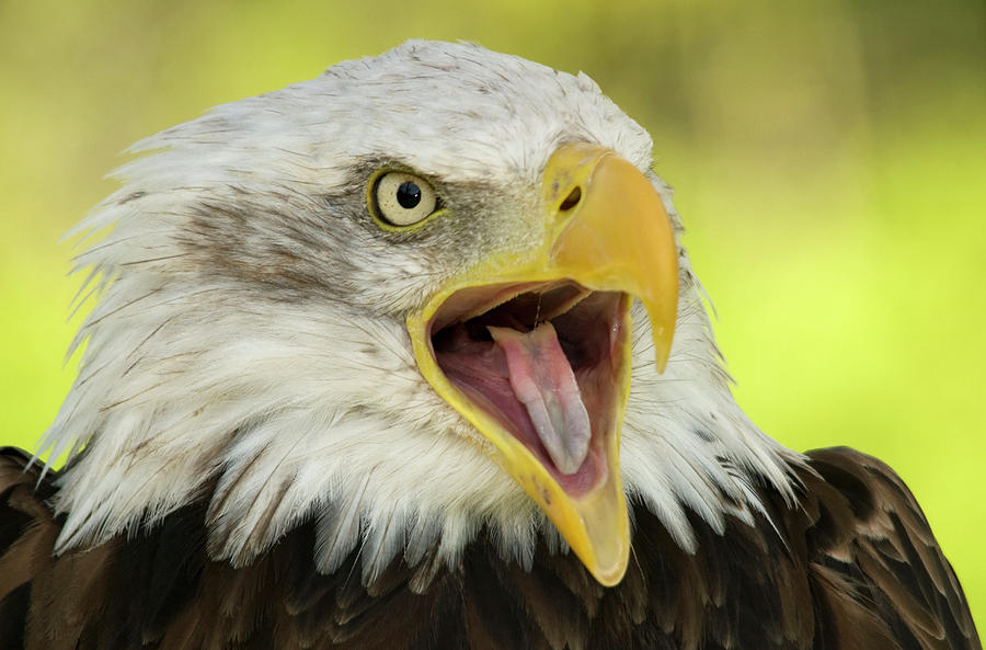 Bald Eagle Photograph by Nigel Downer - Fine Art America