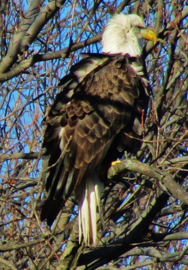 Bald Eagle New York Photograph by Thomas McGuire - Pixels