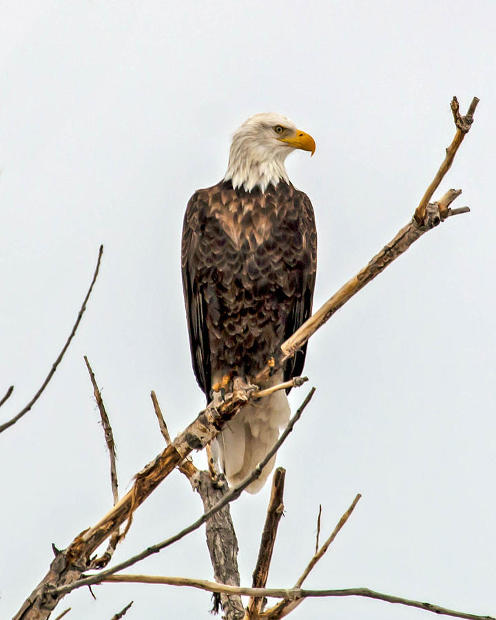 Bald Eagle on a Branch Photograph by Dawn Key