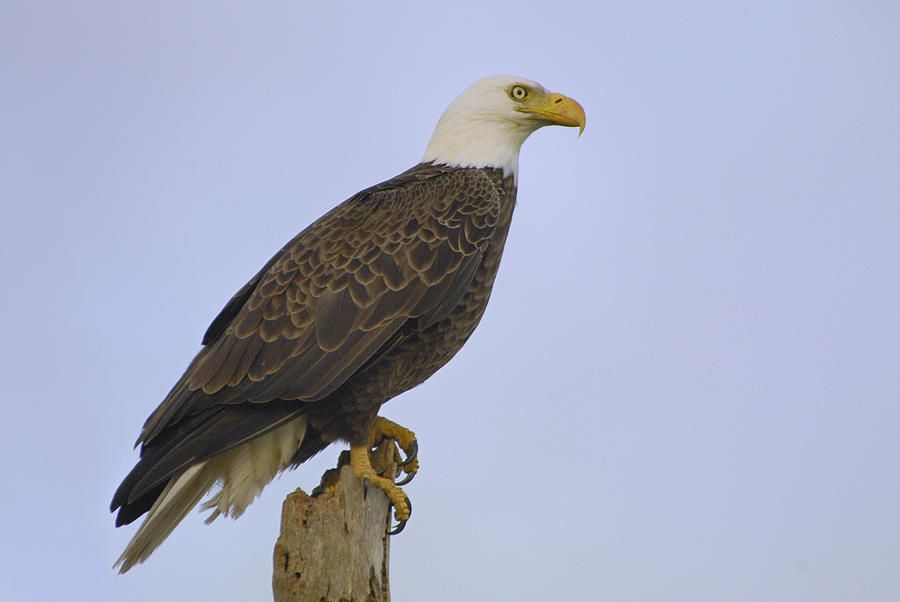 Bald Eagle on a snag Photograph by Bradford Martin