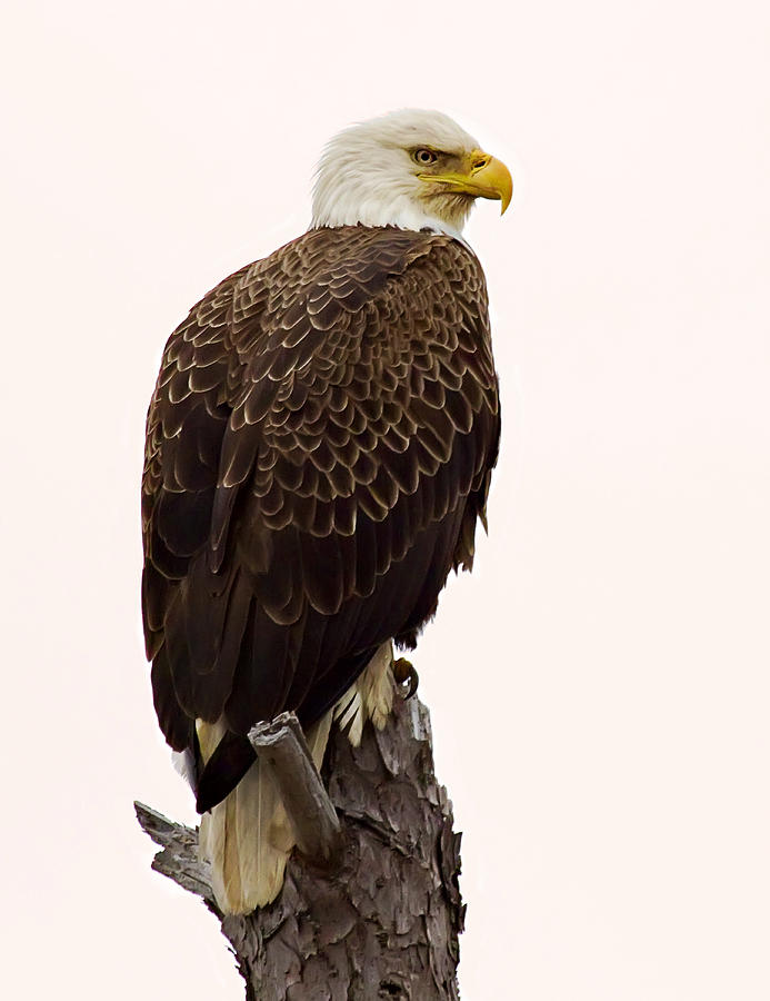 Bald Eagle on a Snag Photograph by John Vose