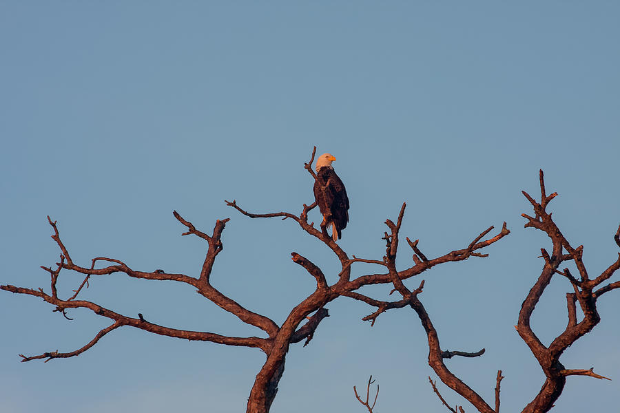 Bald Eagle on Bare Tree Photograph by Karen Stephenson