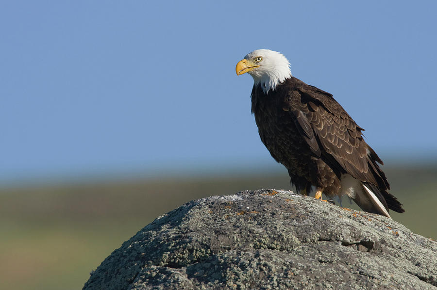 Bald Eagle On Boulder Photograph by Ken Archer - Pixels