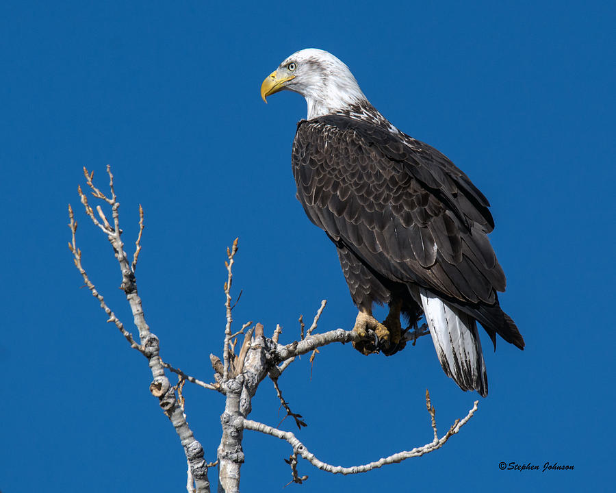 Bald Eagle on Cottonwood Tree Photograph by Stephen Johnson