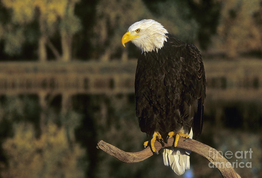 Bald Eagle on Dead Snag Wildlife Rescue Photograph by Dave Welling