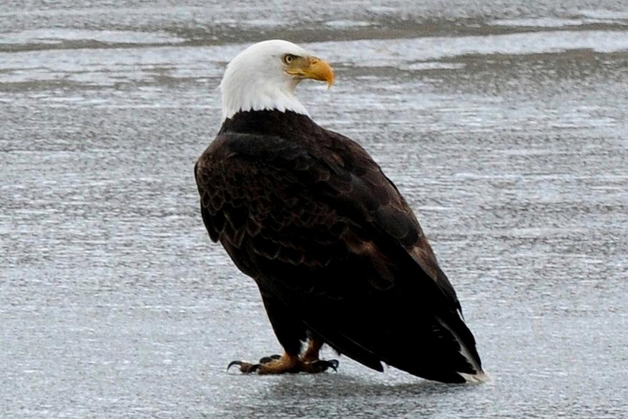 Bald Eagle on Frozen Lake Photograph by Marilyn Burton