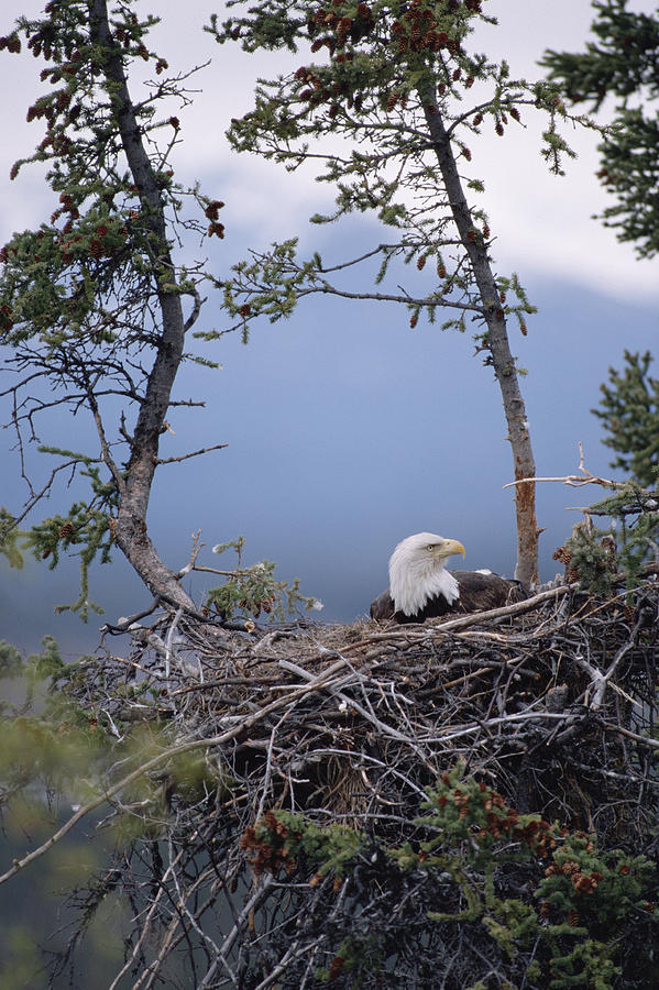 Bald Eagle On Nest Alaska Photograph by Michael Quinton