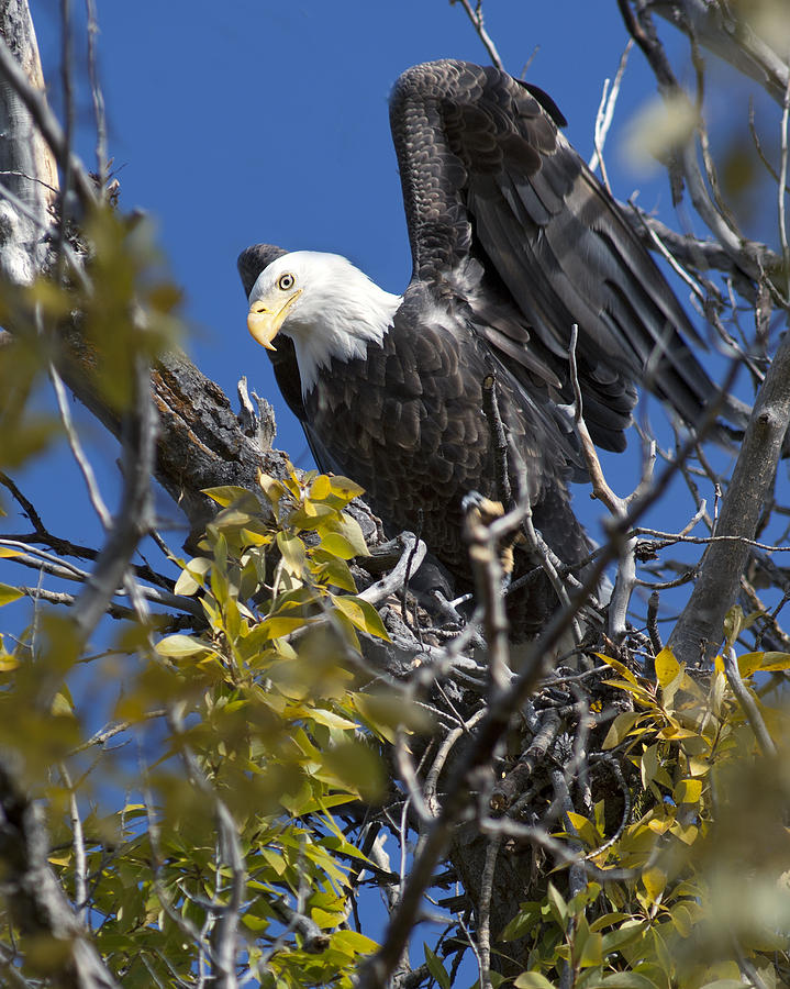 Bald Eagle Photograph - Bald Eagle on Nest near the OxBow by Gary Langley