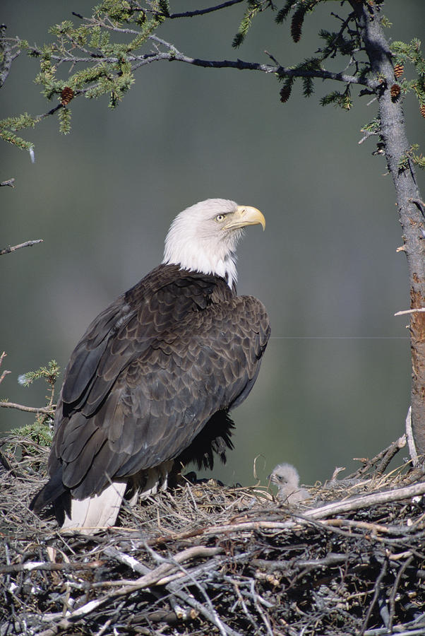 Bald Eagle On Nest With Chick Alaska Photograph by Michael Quinton