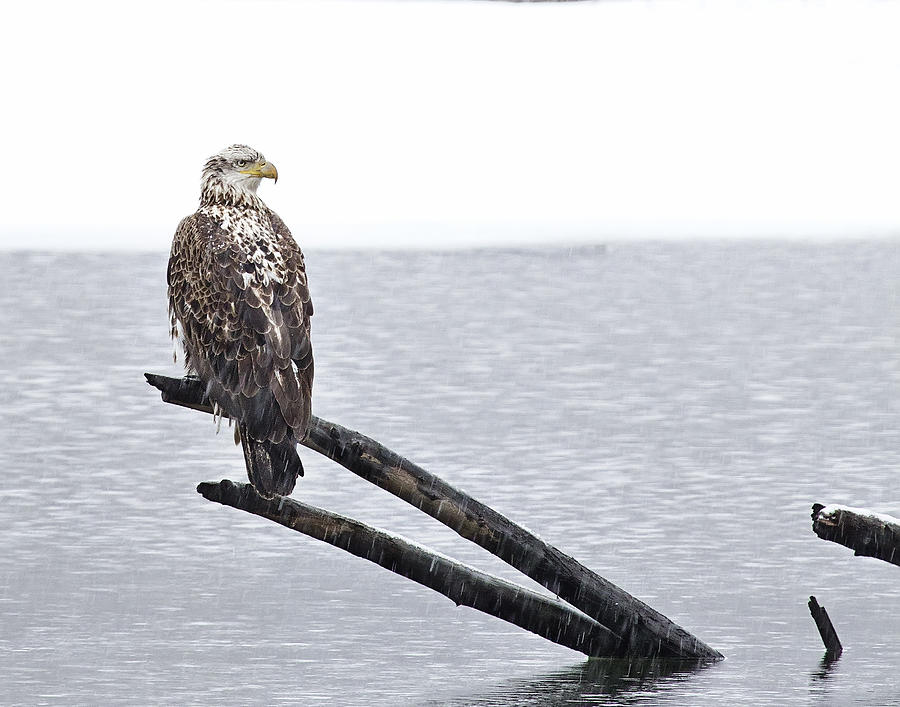 Bald Eagle on River Snag Photograph by John Vose