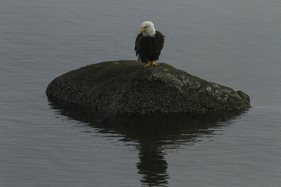 Bald Eagle on rock Photograph by Leo Solomon | Fine Art America