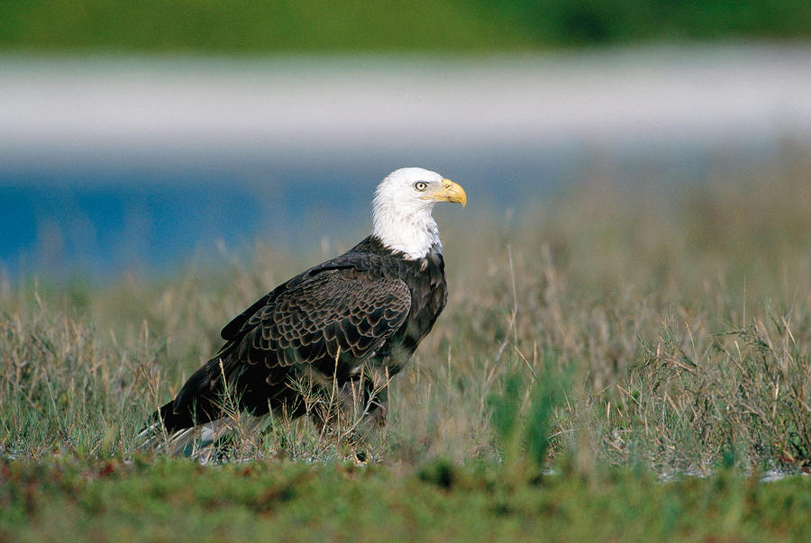 Bald Eagle On Sandbar Photograph by Paul J. Fusco