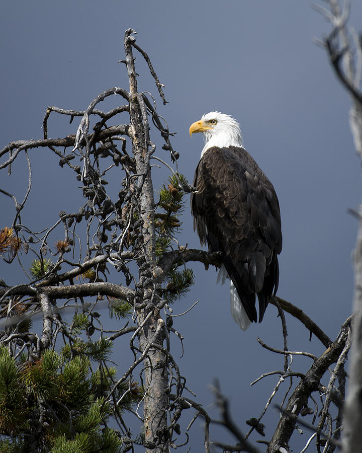 Bald Eagle on Watch Photograph by Gary Langley
