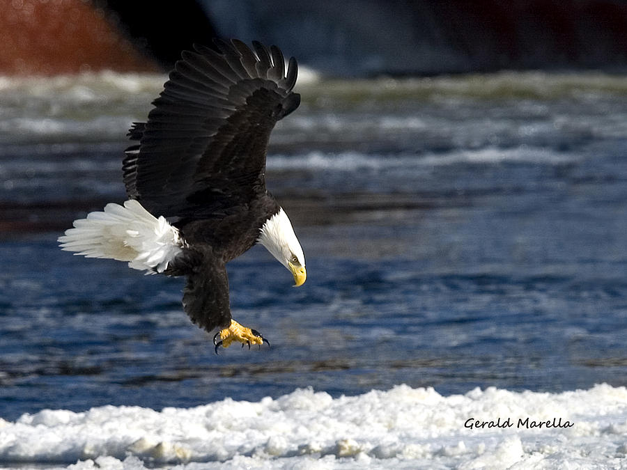 Eagle Photograph - Bald Eagle Over Ice by Gerald Marella