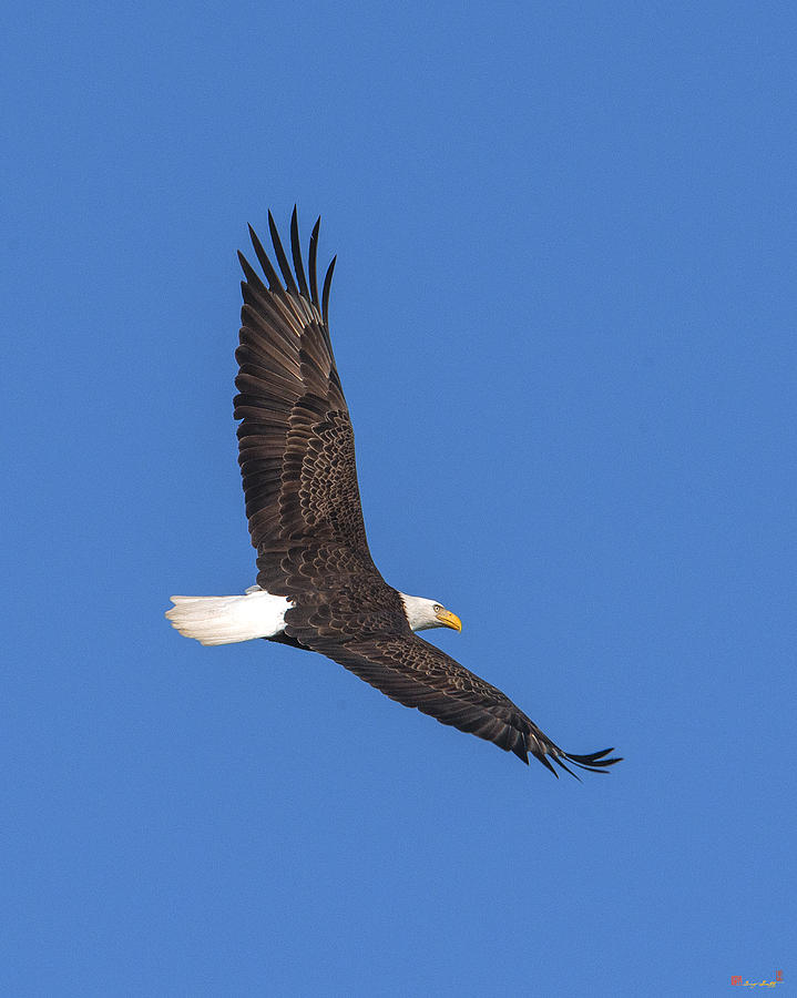 Bald Eagle over Pohick Bay DRB150 Photograph by Gerry Gantt
