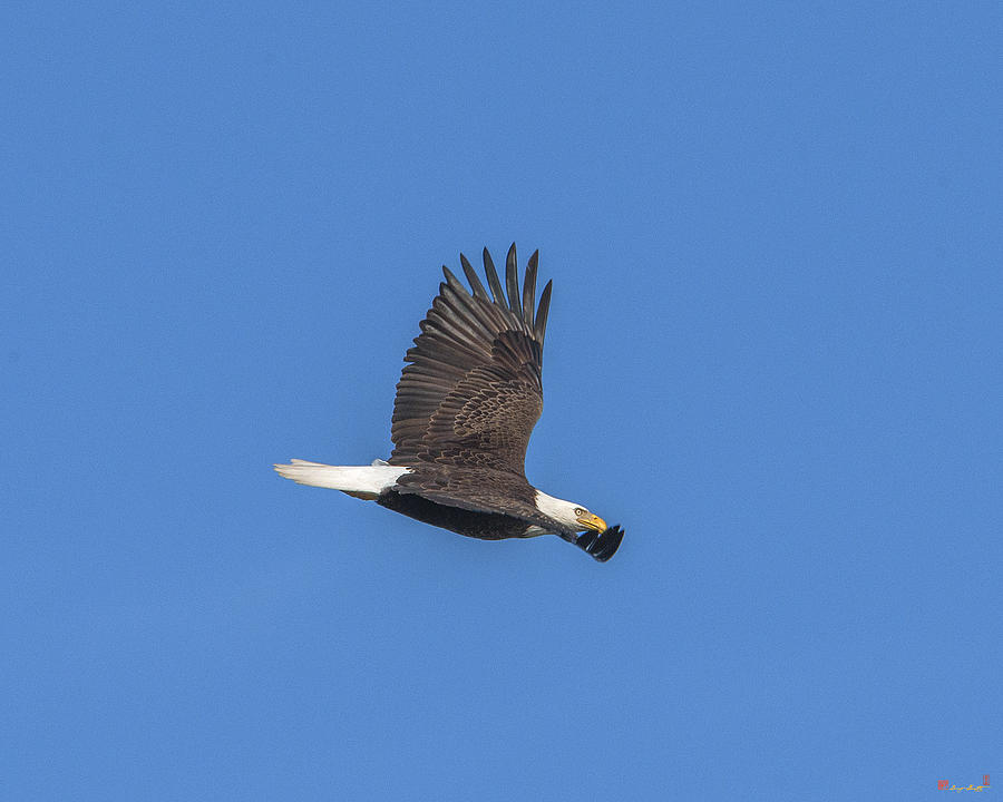 Bald Eagle over Pohick Bay DRB151 Photograph by Gerry Gantt